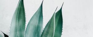 Preview wallpaper aloe, succulent, plant, leaves, green