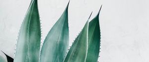 Preview wallpaper aloe, succulent, plant, leaves, green