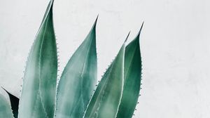 Preview wallpaper aloe, succulent, plant, leaves, green