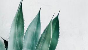 Preview wallpaper aloe, succulent, plant, leaves, green