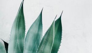 Preview wallpaper aloe, succulent, plant, leaves, green