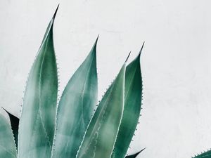 Preview wallpaper aloe, succulent, plant, leaves, green