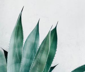 Preview wallpaper aloe, succulent, plant, leaves, green