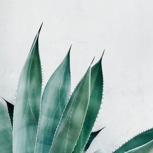 Preview wallpaper aloe, succulent, plant, leaves, green