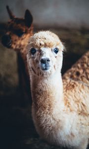 Preview wallpaper alpaca, animal, cute, funny, cool