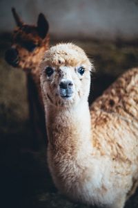 Alpacas 1080P 2K 4K 5K HD wallpapers free download  Wallpaper Flare