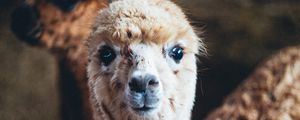 Preview wallpaper alpaca, animal, cute, funny, cool