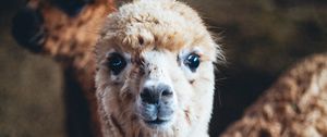 Preview wallpaper alpaca, animal, cute, funny, cool