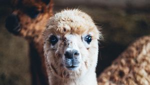 Preview wallpaper alpaca, animal, cute, funny, cool