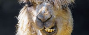 Preview wallpaper alpaca, animal, funny, cool