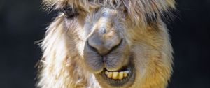 Preview wallpaper alpaca, animal, funny, cool