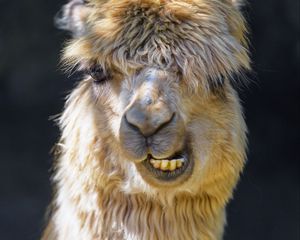 Preview wallpaper alpaca, animal, funny, cool