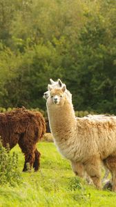 Preview wallpaper alpaca, animal, furry, cute