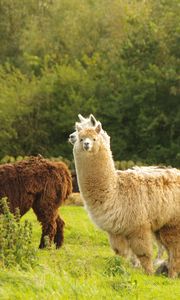 Preview wallpaper alpaca, animal, furry, cute