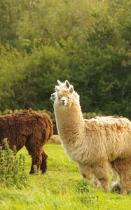 Preview wallpaper alpaca, animal, furry, cute