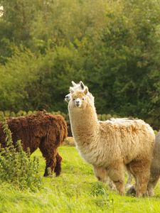 Preview wallpaper alpaca, animal, furry, cute