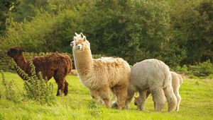 Preview wallpaper alpaca, animal, furry, cute