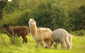 Preview wallpaper alpaca, animal, furry, cute