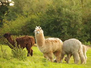 Preview wallpaper alpaca, animal, furry, cute