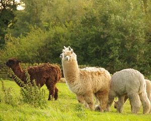 Preview wallpaper alpaca, animal, furry, cute