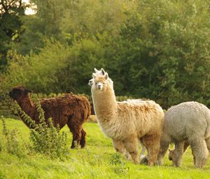 Preview wallpaper alpaca, animal, furry, cute