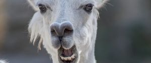 Preview wallpaper alpaca, funny, cool, animal, wildlife