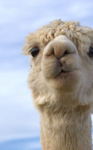 Preview wallpaper alpaca, head, animal, sky