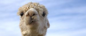 Preview wallpaper alpaca, head, animal, sky