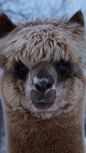 Preview wallpaper alpaca, muzzle, cute, look