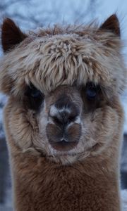 Preview wallpaper alpaca, muzzle, cute, look