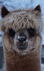 Preview wallpaper alpaca, muzzle, cute, look