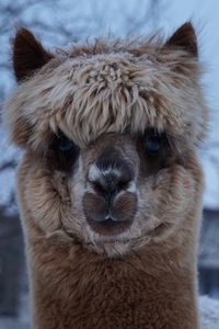 Preview wallpaper alpaca, muzzle, cute, look