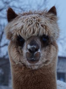 Preview wallpaper alpaca, muzzle, cute, look