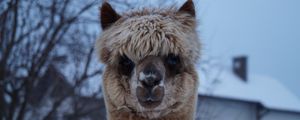 Preview wallpaper alpaca, muzzle, cute, look