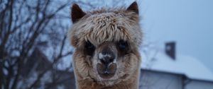 Preview wallpaper alpaca, muzzle, cute, look