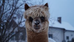 Preview wallpaper alpaca, muzzle, cute, look