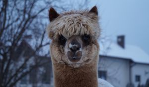 Preview wallpaper alpaca, muzzle, cute, look