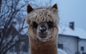 Preview wallpaper alpaca, muzzle, cute, look