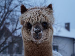 Preview wallpaper alpaca, muzzle, cute, look