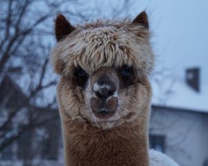 Preview wallpaper alpaca, muzzle, cute, look