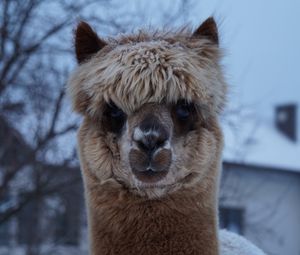 Preview wallpaper alpaca, muzzle, cute, look