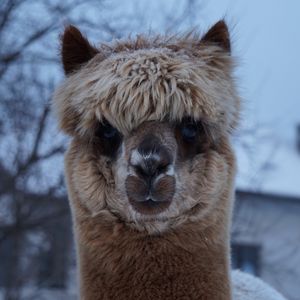 Preview wallpaper alpaca, muzzle, cute, look