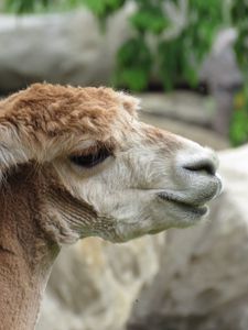 Alpaca  Akron Zoo