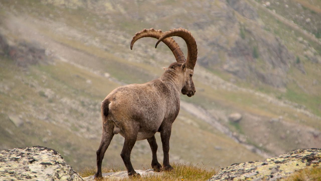 Wallpaper alpine ibex, goat, mountains, horns