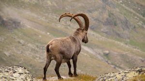 Preview wallpaper alpine ibex, goat, mountains, horns