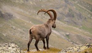 Preview wallpaper alpine ibex, goat, mountains, horns