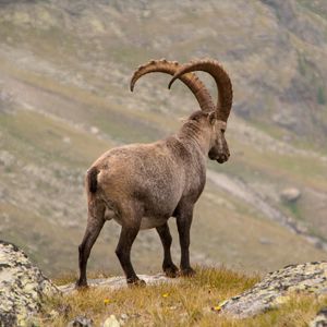 Preview wallpaper alpine ibex, goat, mountains, horns