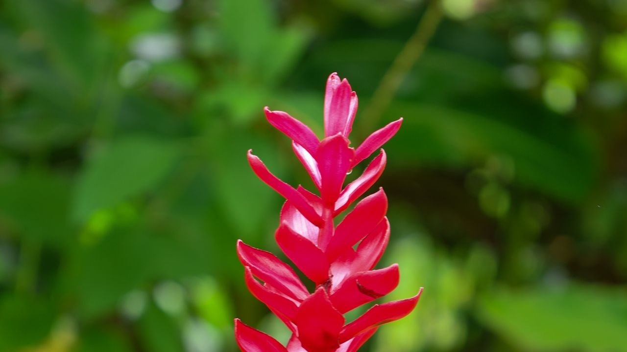 Wallpaper alpinia, flower, petals, red, blur