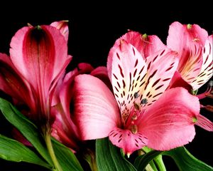 Preview wallpaper alstrameriya, flowers, close up, black background