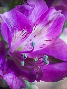 Preview wallpaper alstroemeria, flower, petals, macro, purple